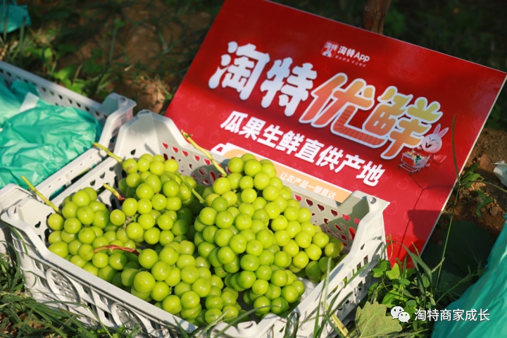 淘特啟動“豐收節”惠銷助農