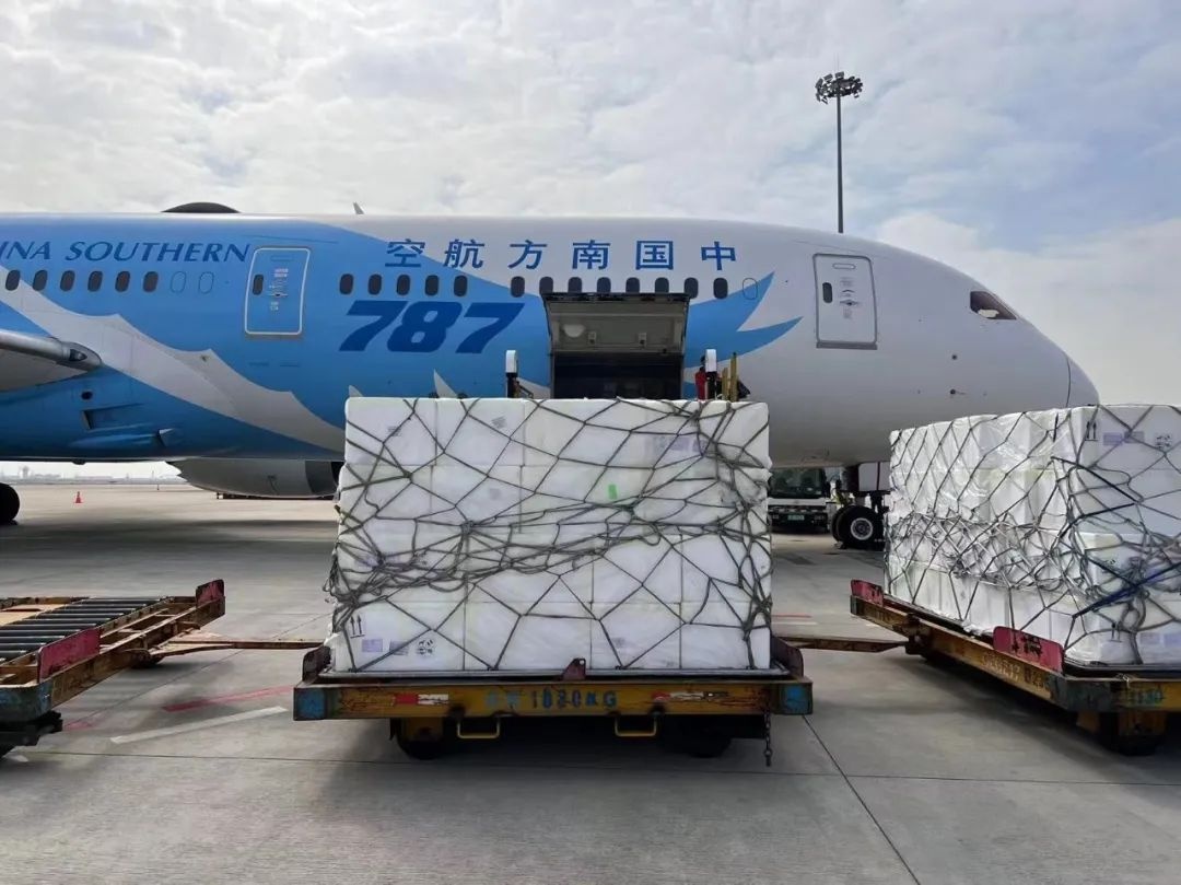 南航物流：廣州國際貨站春運期累計保障進口生鮮冷鏈環比增長超80%
